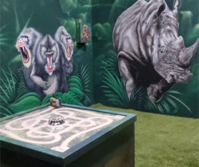 Escape room “Indestroom Jungle” presso La Clef de l'Enigme, Québec